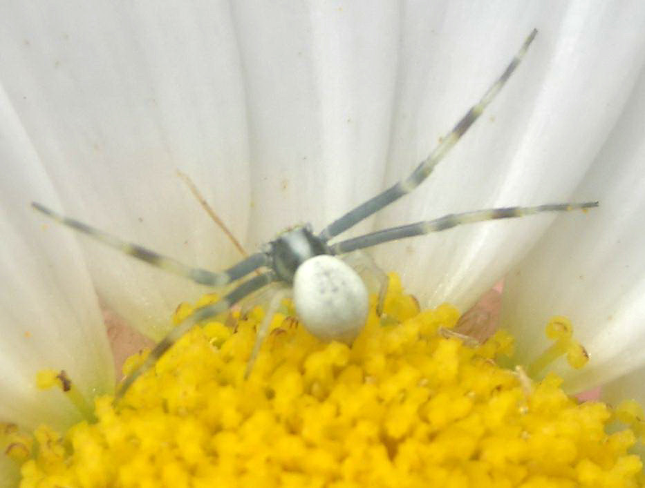 Thomisidae